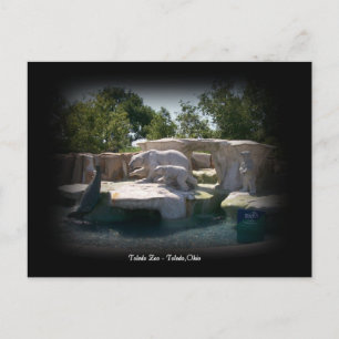 Toledo Zoo Polar Bear Statue Postcard Postkarte