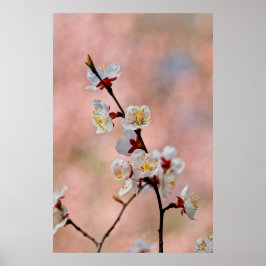 Tolle japanische Apricot-Blume Poster