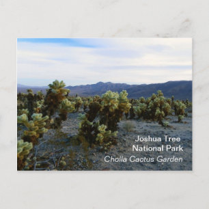 Tolle Joshua Tree Postcard! Postkarte