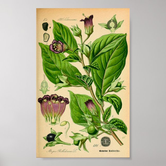 Toller Nachtschatten (Atropa belladonna) drucken Poster (Vorne)