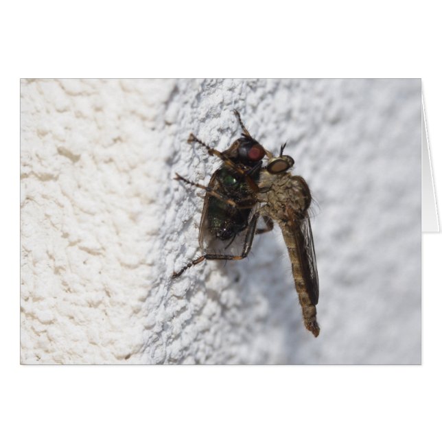 Tolmerus atricapillus (Vorderseite (Horizontal))