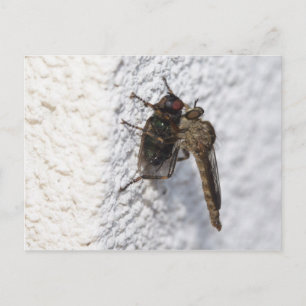 Tolmerus atricapillus postkarte