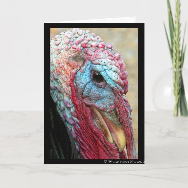 Tom Türkei Feiertagskarte (Vorderseite)
