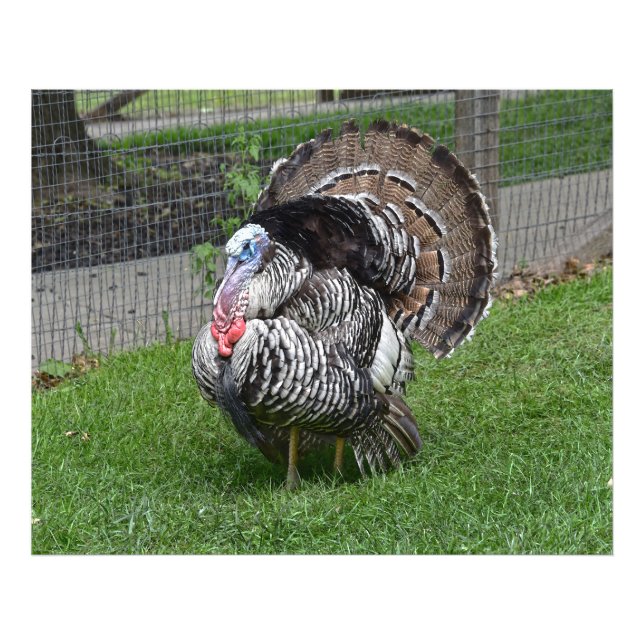 Tom Türkei Fotodruck (Vorne)