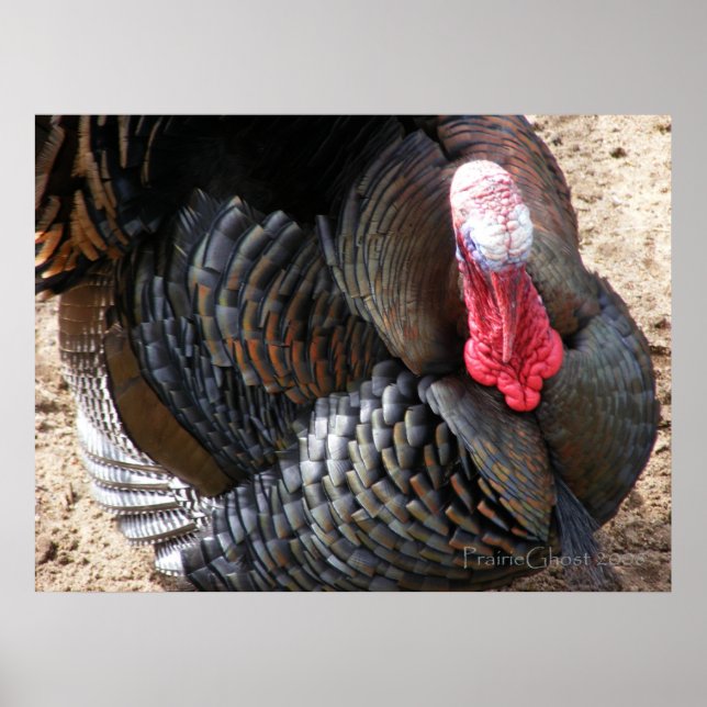 Tom Turkey 1 Poster (Vorne)