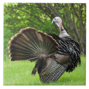 Tom Turkey Feather Display  Fliese