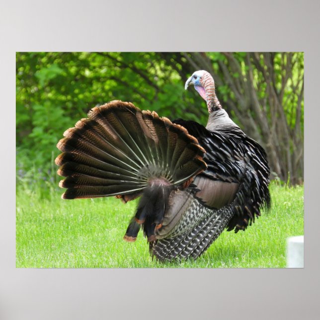 Tom Turkey Feather Display Poster (Vorne)