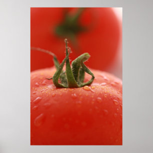 Tomate-Druck Poster