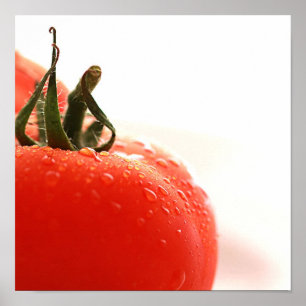 Tomate-nahes hohes Plakat