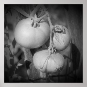 Tomaten am Rebstock Schwarz-Weiß  Poster
