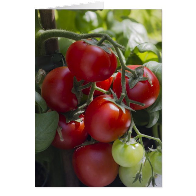Tomaten im Garten (Vorne)