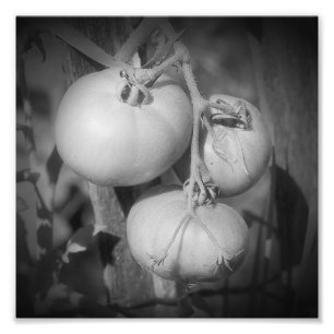 Tomaten im Weinkeller Schwarz und Weiß 8x8 Fotodruck