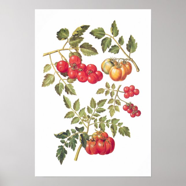 Tomaten Poster (Vorne)