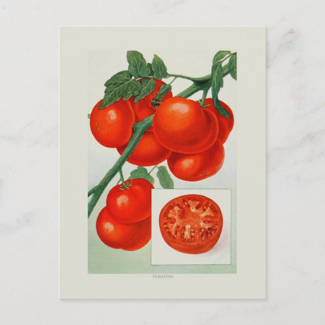 Tomaten Postkarte (Vorderseite)