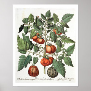 Tomaten und Melonen: amoris 1.Poma fructu luteo; 2 Poster