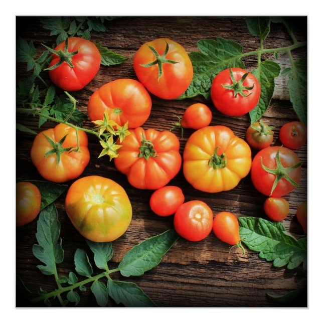 Tomatenhintergrund Poster (Vorderseite)