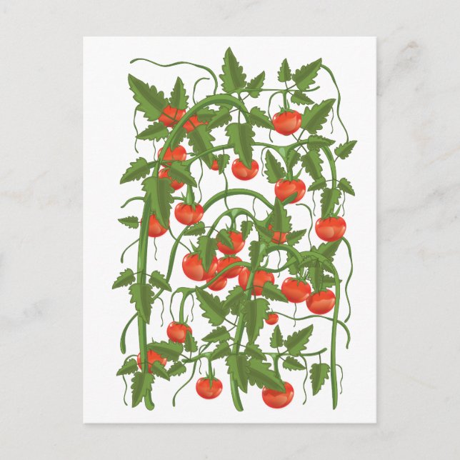 Tomatenmuster Postkarte (Vorderseite)
