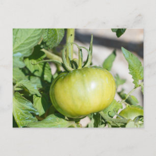 Tomatenreifung in einem Obstgarten Postkarte