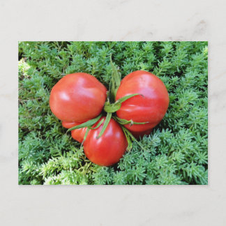 Tomato Heart Postcard Postkarte