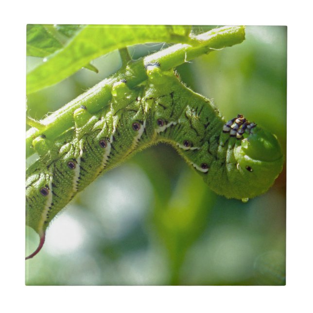 Tomato Hornworm Fliese (Vorderseite)