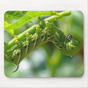 Tomato Hornworm Mousepad