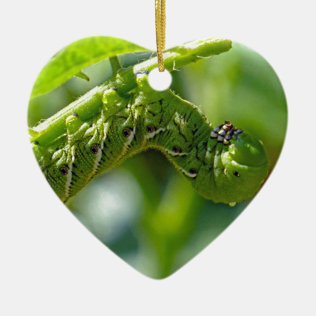 Tomato Hornworm Ornament (Vorne)