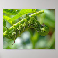 Tomato Hornworm