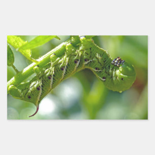 Tomato Hornworm Rechteckiger Aufkleber
