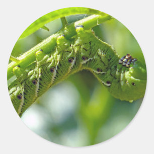 Tomato Hornworm Runder Aufkleber