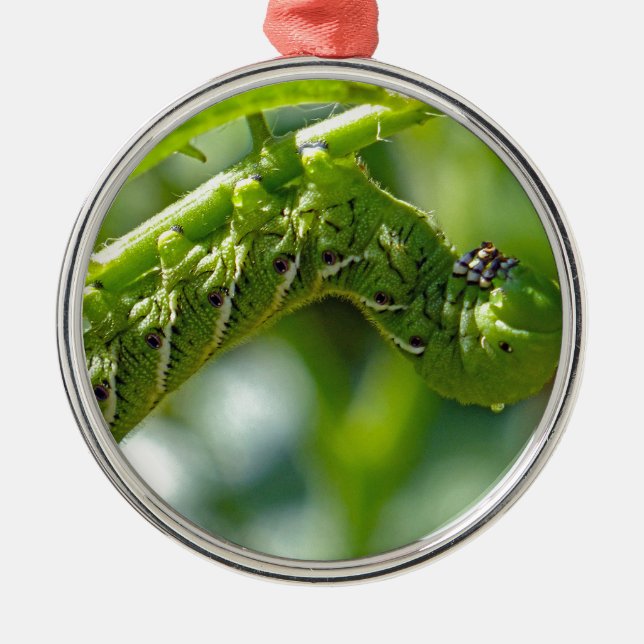Tomato Hornworm Silbernes Ornament (Vorne)