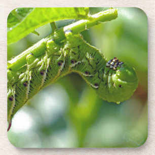 Tomato Hornworm Untersetzer