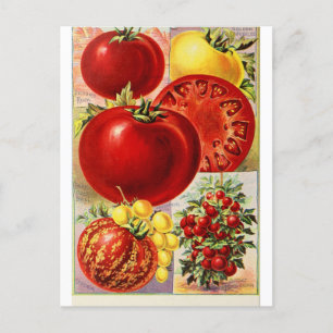 Tomato Obst Gemüse Botanische Vintage Postkarte