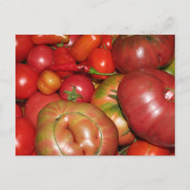 Tomato Postcard Postkarte (Vorderseite)