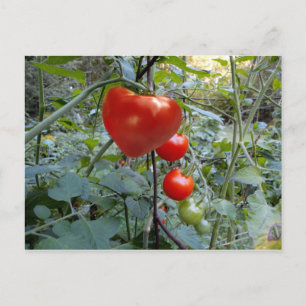 Tomato Summer in New Hampshire Postcard Postkarte