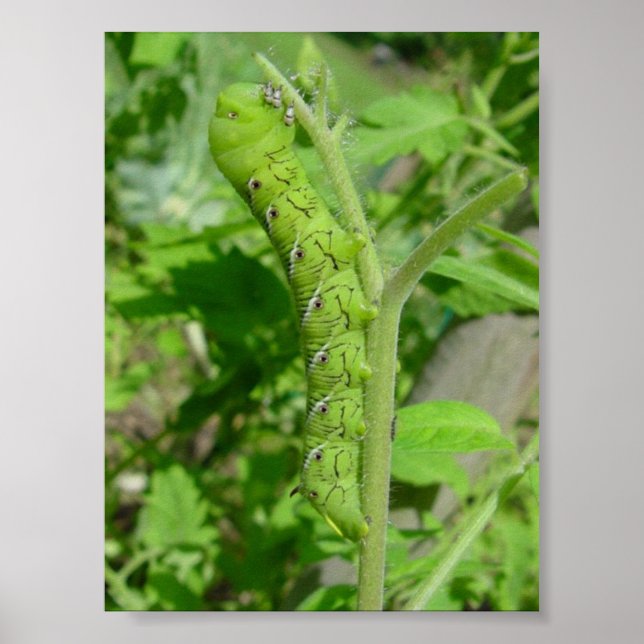 Tomatobug Poster (Vorne)