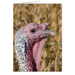 Tommy Turkey Blank All Occassion Grußkarte