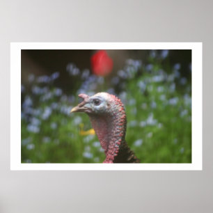 Toms Pieptine Poster