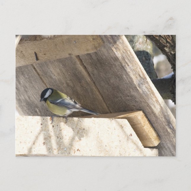 tomtit_3 postkarte (Vorderseite)