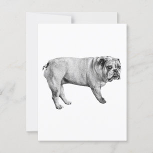 Tonal Bulldog Postcard Postkarte
