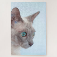 Tonkinese Cat.