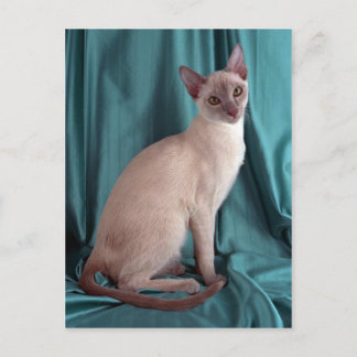 Tonkinese, lila postkarte