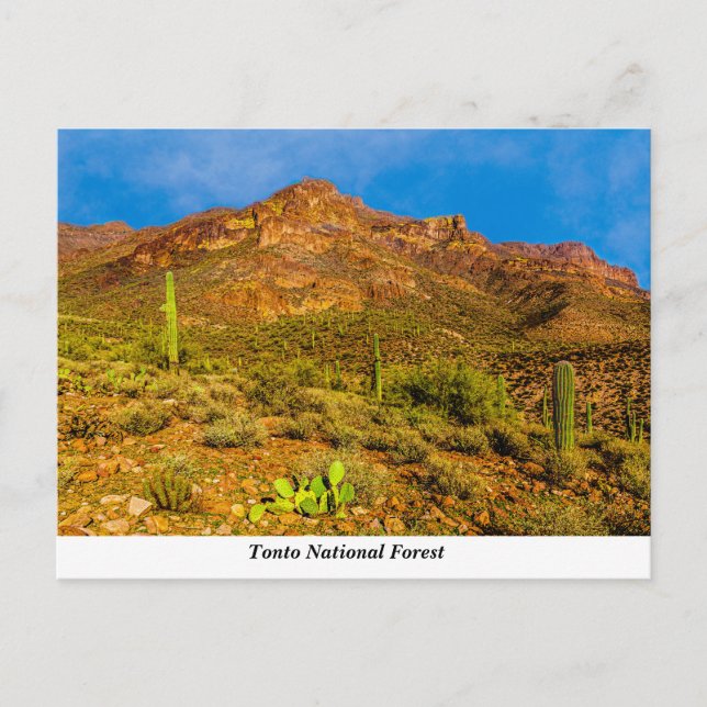 Tonto National Forest Postcard Postkarte (Vorderseite)