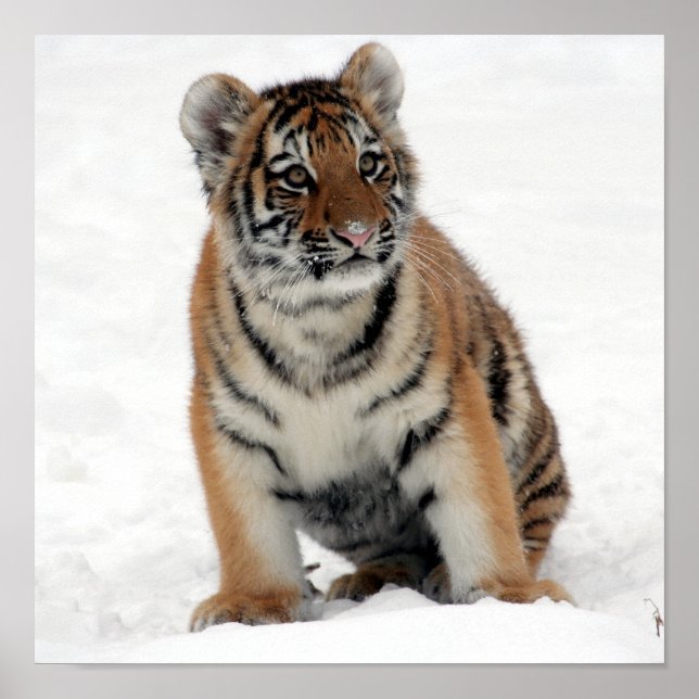 Tony Jr. Poster (Vorne)