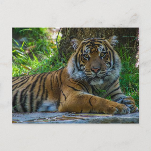 Tony Postkarte (Vorderseite)