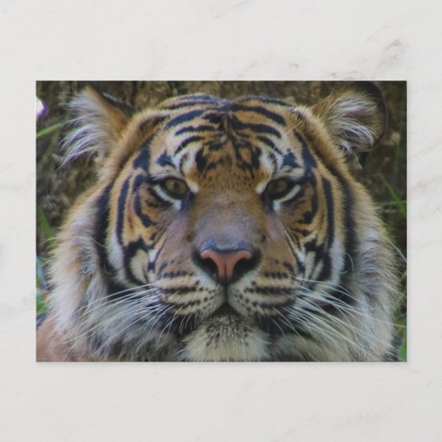 Tony Postkarte (Vorderseite)