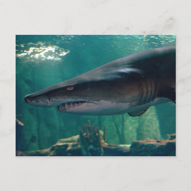 Toofy Li'l Grin Postkarte (Vorderseite)