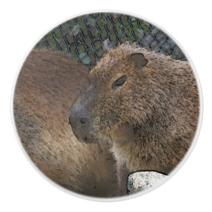Toony Capibarah Keramikknauf