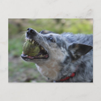 Toothy Ball Postkarte