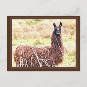 Toothy Lama Postcard Postkarte
