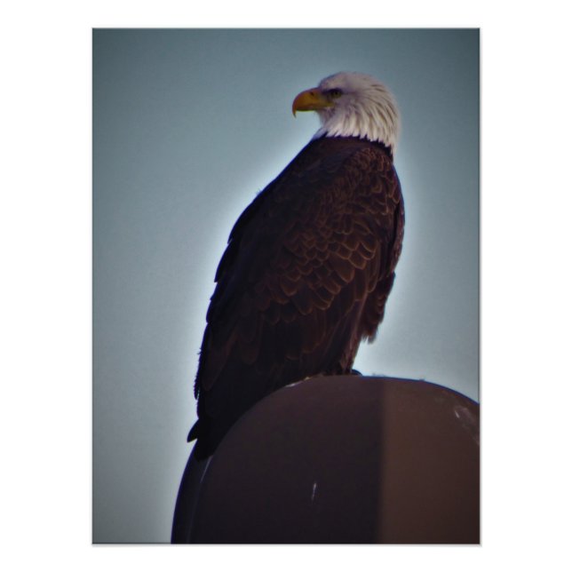 "Top Bird" Fotodruck (Vorne)